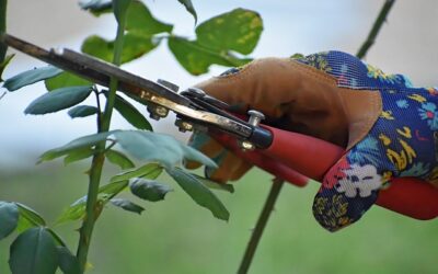 Pruning is inevitable for fruitfulness